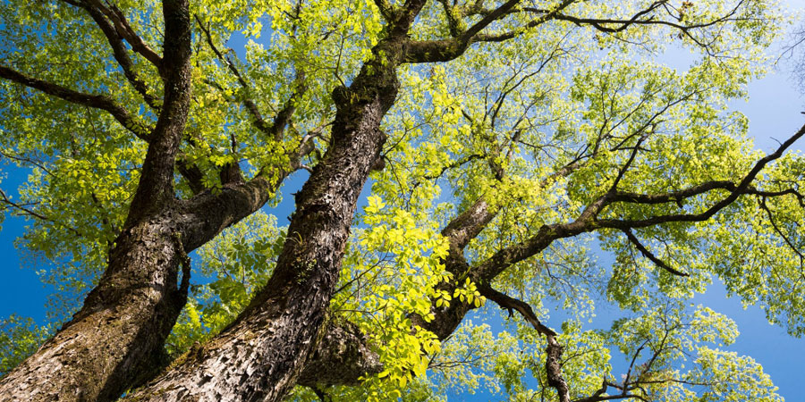 7 Common Tree Care Myths
